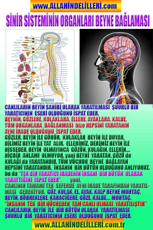 Yaratıcımızın Delilleri