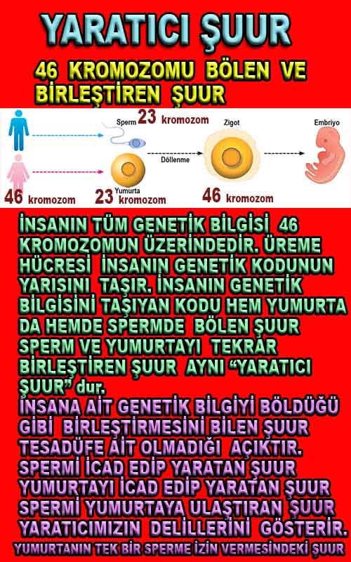 Yaratıcımızın Delilleri