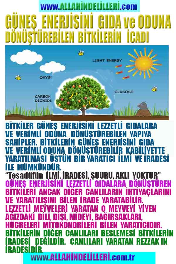 Yaratıcımızın Delilleri