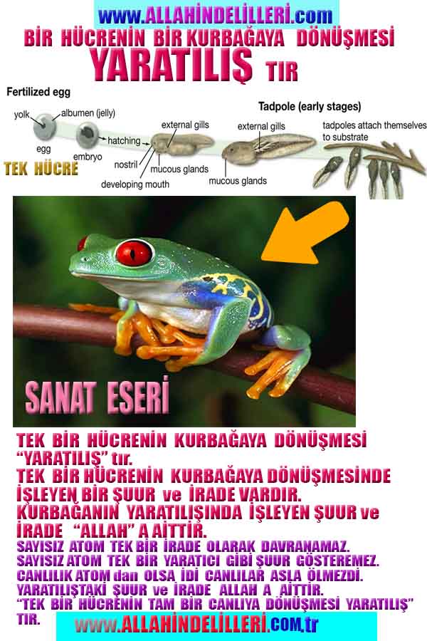 Yaratıcımızın Delilleri